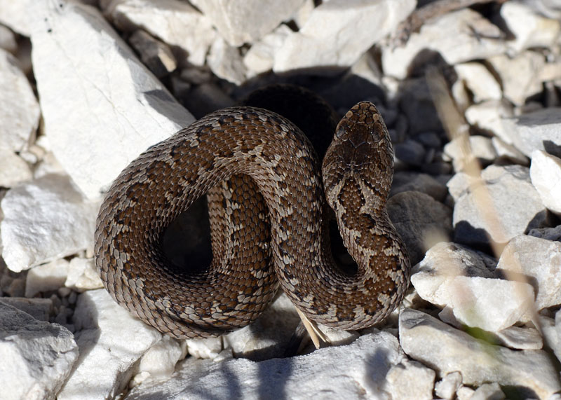 Vipera ursinii